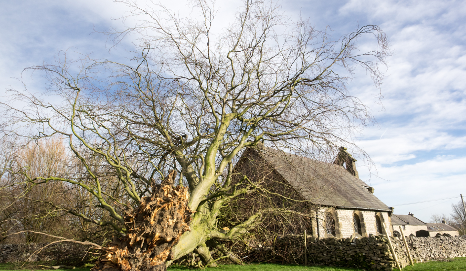 tree felling services Northern Ireland